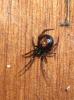 Steatoda bipunctata
